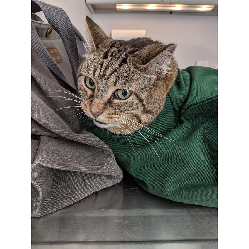 Cat in The Bag Cozy Comfort Carrier Small to Large 8 Color Options Cat Bag Pet Carrier for Grooming Vet Visits Medication Administration Dental