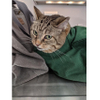 Cat in The Bag Cozy Comfort Carrier Small to Large 8 Color Options Cat Bag Pet Carrier for Grooming Vet Visits Medication Administration Dental